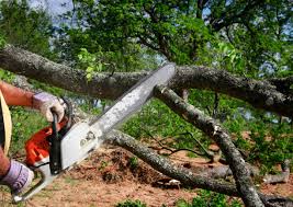 Best Tree Risk Assessment  in Albion, NE