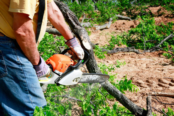 How Our Tree Care Process Works  in  Albion, NE